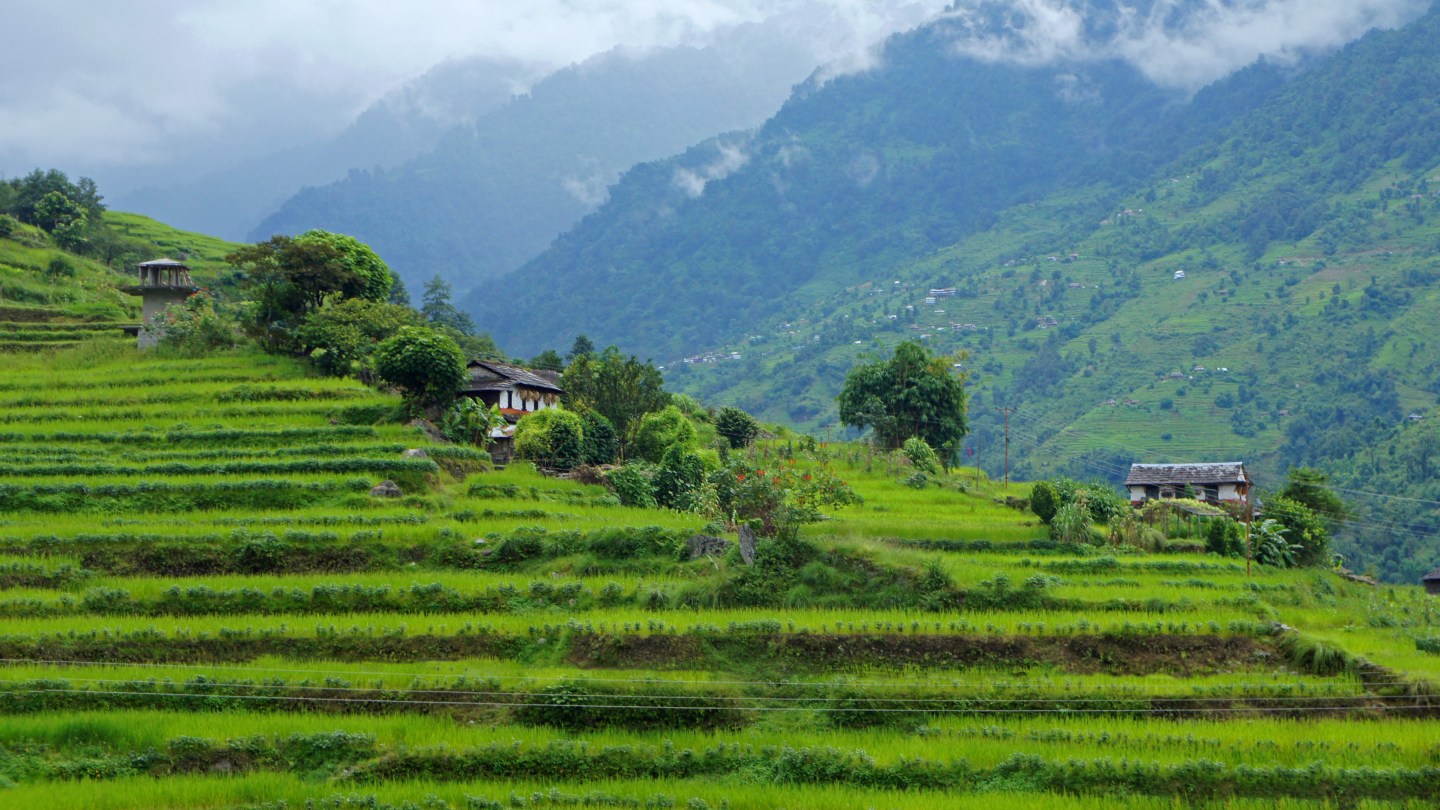 Rice terraces on the Annapurna circuit, Nepal