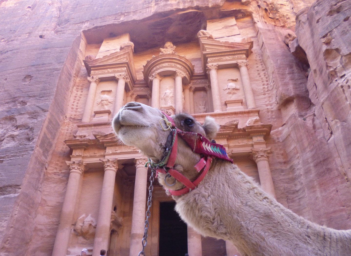 A camel by El Khasneh in Petra